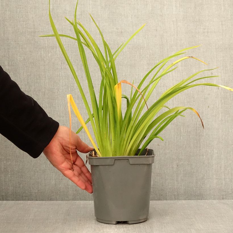 Exemplar von Hemerocallis Mauna Loa - Taglilie Topf mit 2L/3L wie im Herbst geliefert