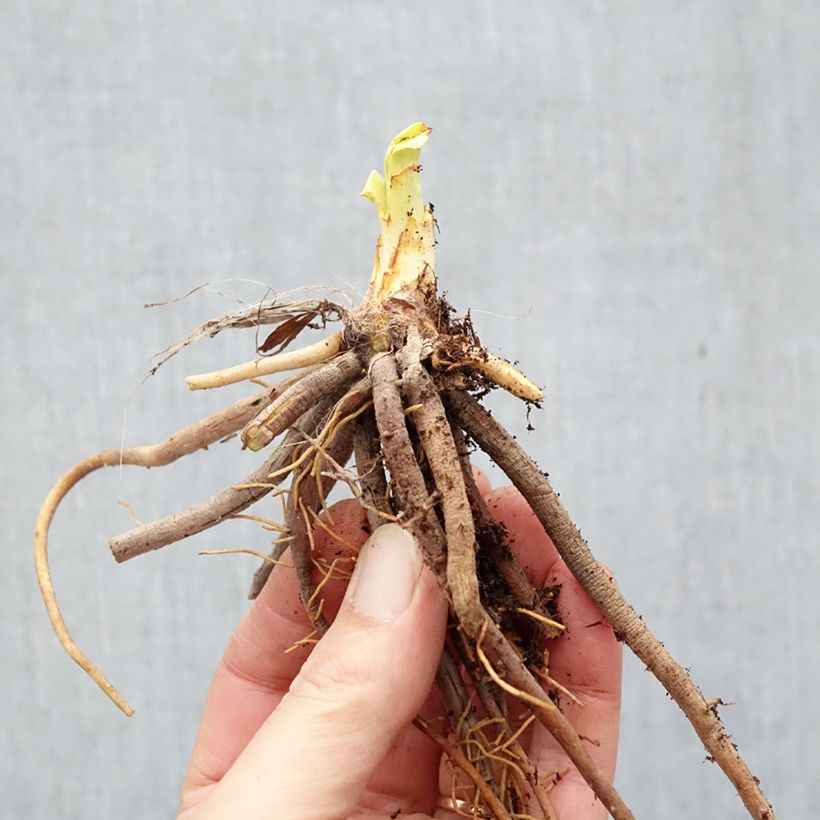 Exemplar von Hemerocallis Mauna Loa - Taglilie Wurzelnackt wie im Winter geliefert