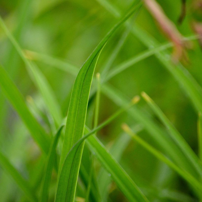 Hemerocallis middendorffii - Taglilie (Foliage)