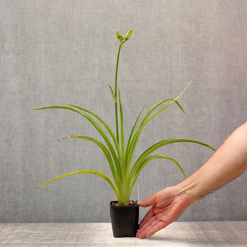 Exemplar von Hemerocallis Mildred Mitchell - Taglilie Kleine Töpfe von 8/9 cm wie im Sommer geliefert