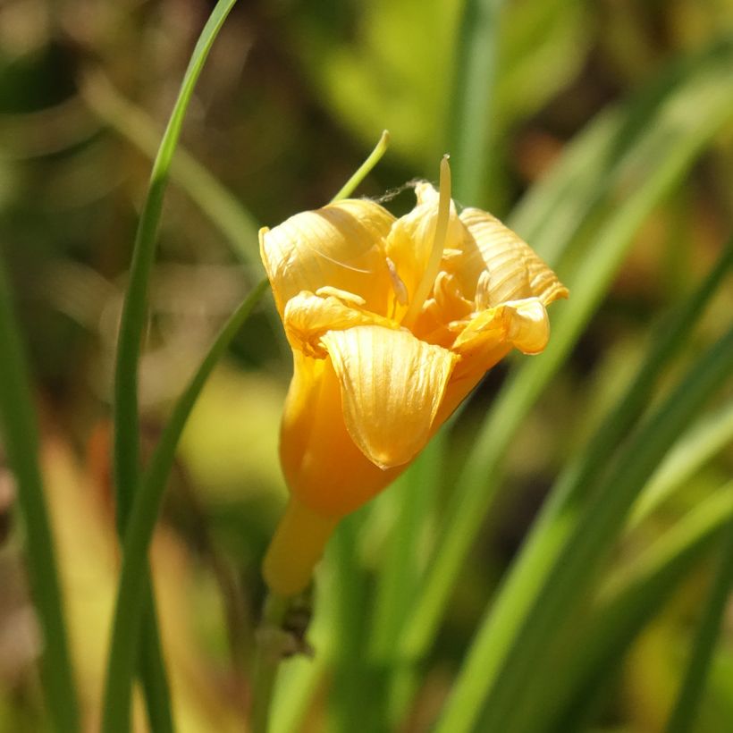 Hemerocallis Mini stella - Taglilie (Flowering)