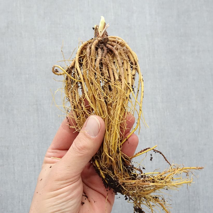 Example of Hemerocallis Mini stella - Taglilie Wurzelnackt as you get in hiver