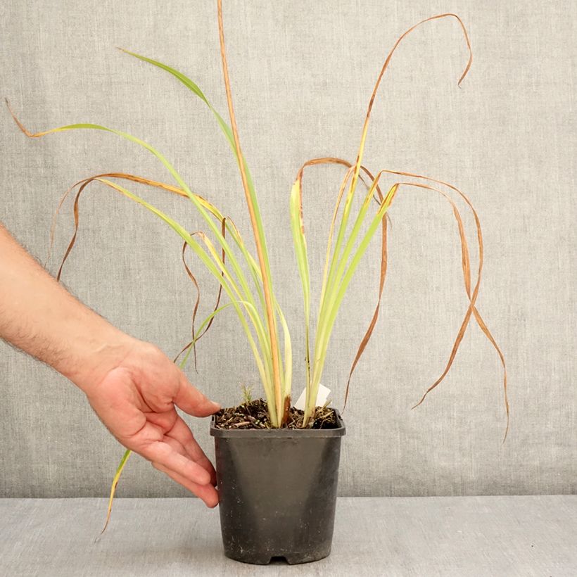 Exemplar von Hemerocallis Moonlight Masquerade - Taglilie Topf mit 1,5L/2L wie im Sommer geliefert