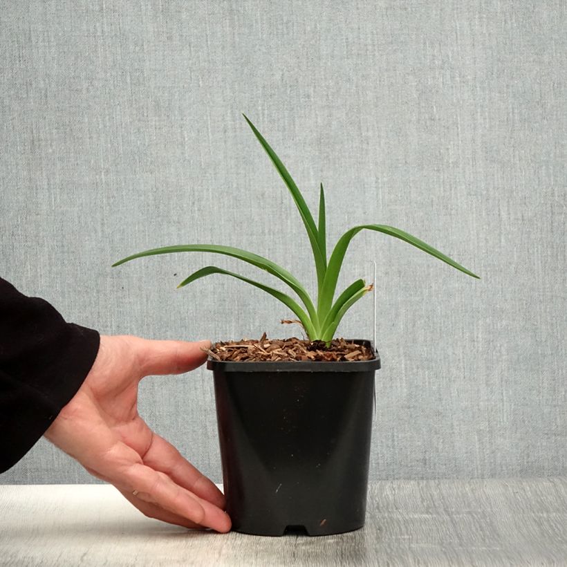 Example of Hemerocallis Moonlight Masquerade - Taglilie Topf mit 1,5L/2L as you get in printemps