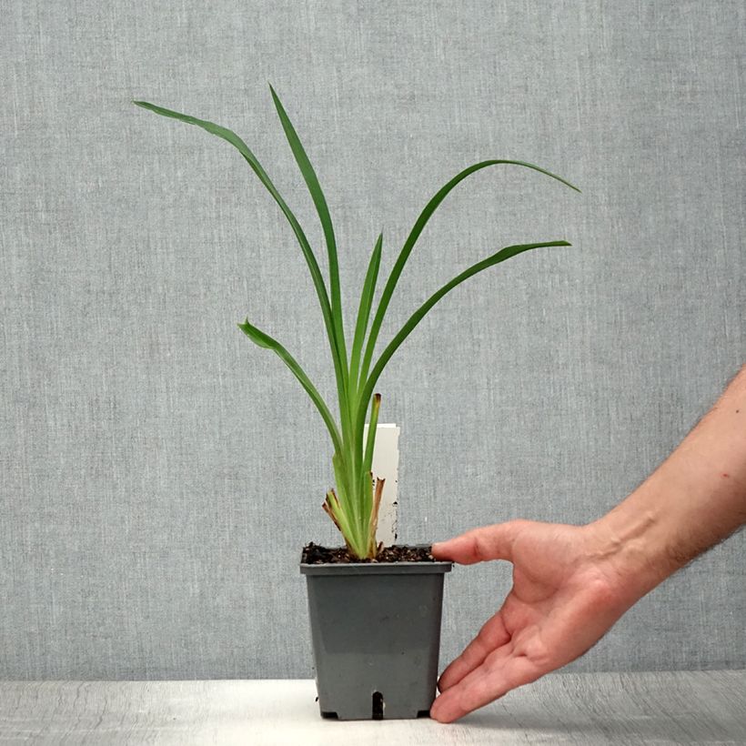 Exemplar von Hemerocallis Night Embers - Taglilie Topf mit 1L/1,5L wie im Sommer geliefert