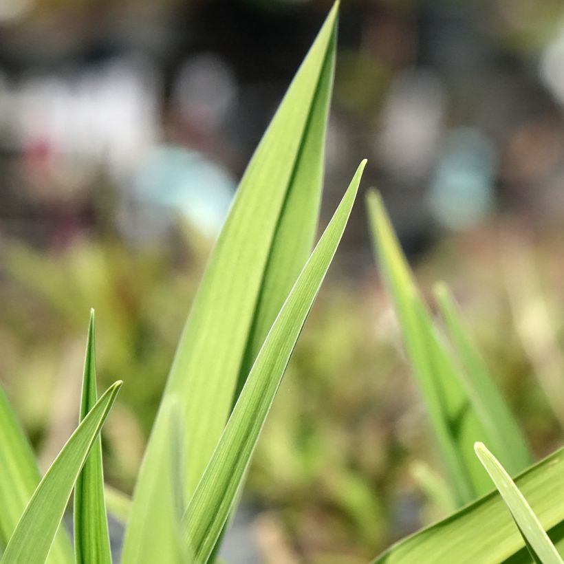 Hemerocallis On and On - Taglilie (Laub)