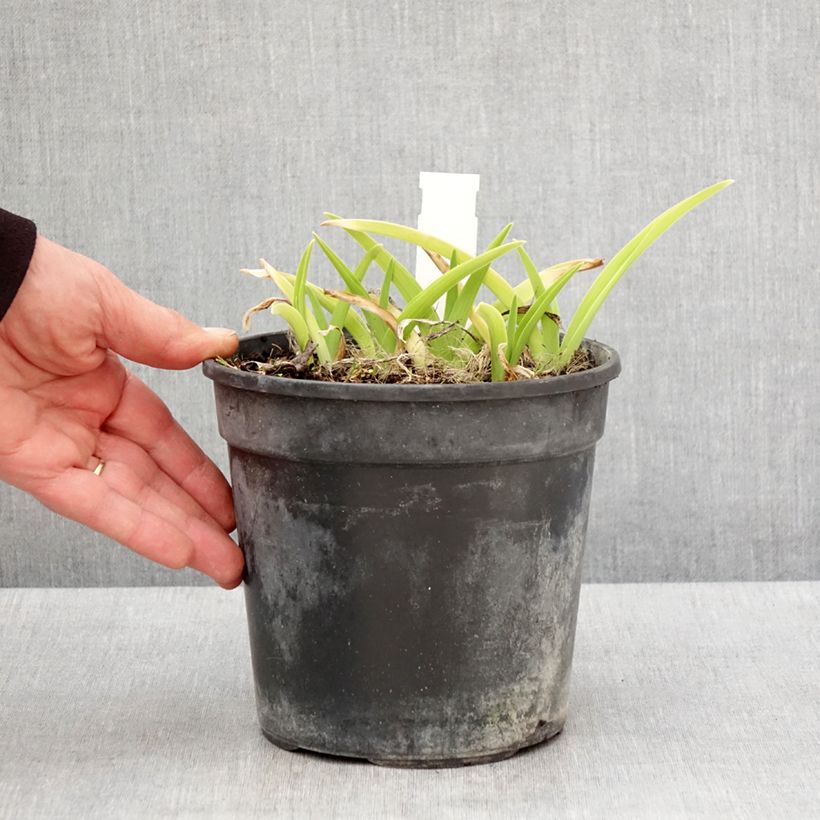 Exemplar von Hemerocallis Gentle Shepherd - Taglilie Topf mit 2L/3L wie im Frühjahr geliefert