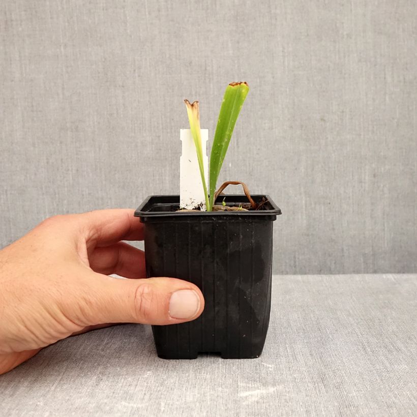 Exemplar von Hemerocallis Patricia Jojo - Taglilie Kleine Töpfe von 8/9 cm wie im Herbst geliefert