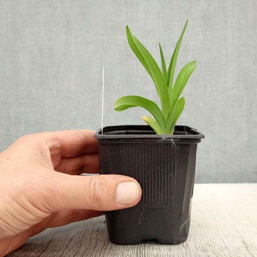 Exemplar von Hemerocallis Patricia Jojo - Taglilie Kleine Töpfe von 8/9 cm wie im Frühjahr geliefert