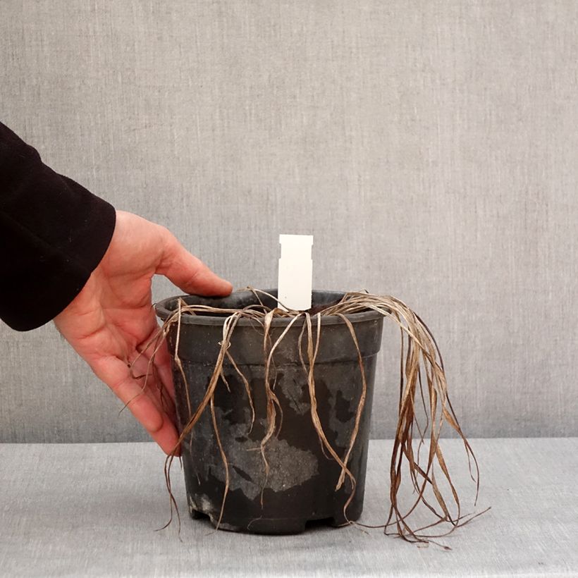 Exemplar von Hémérocalle Pardon Me - Lis d'un jour rouge sombre. Pot de 2L/3L wie im Winter geliefert