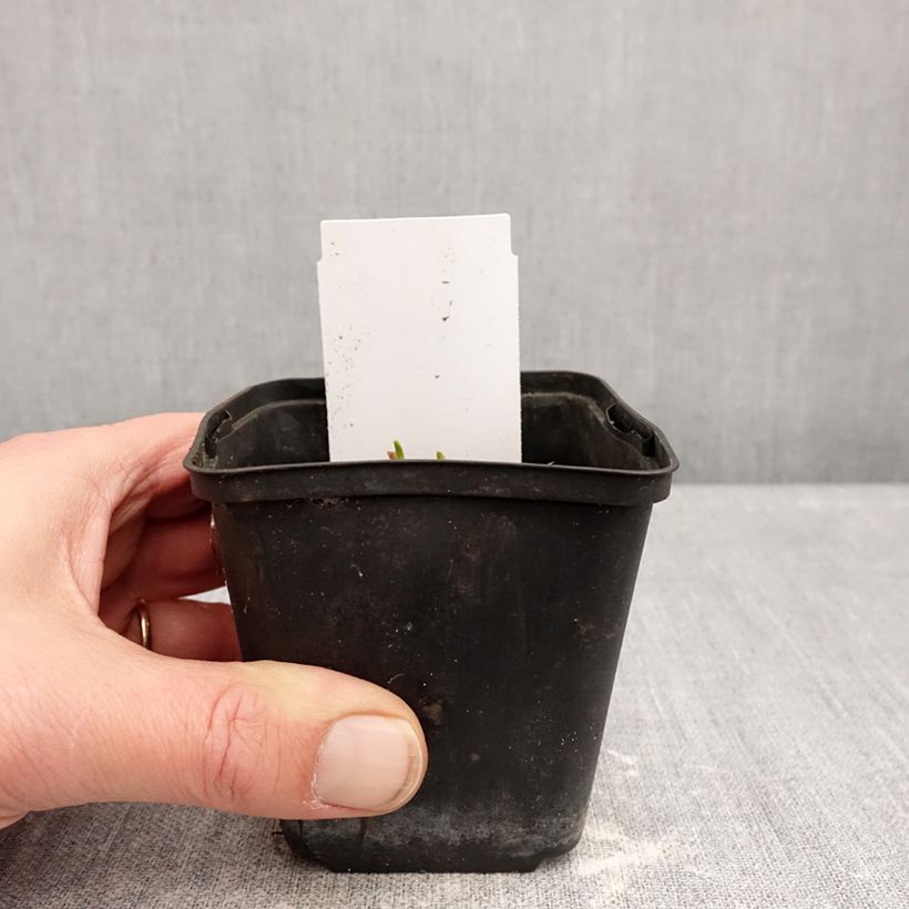 Example of Hemerocallis Piano Man - Taglilie Kleine Töpfe von 8/9 cm as you get in hiver