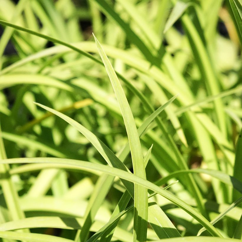 Hemerocallis Prairie Blue Eyes - Taglilie (Laub)