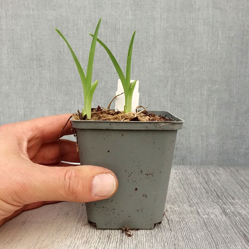 Exemplar von Hemerocallis Prairie Blue Eyes - Taglilie Kleine Töpfe von 8/9 cm wie im Frühjahr geliefert