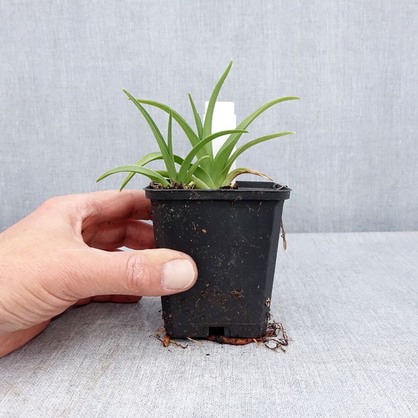 Exemplar von Hemerocallis Rapsberry Candy - Taglilie Kleine Töpfe von 8/9 cm wie im Frühjahr geliefert