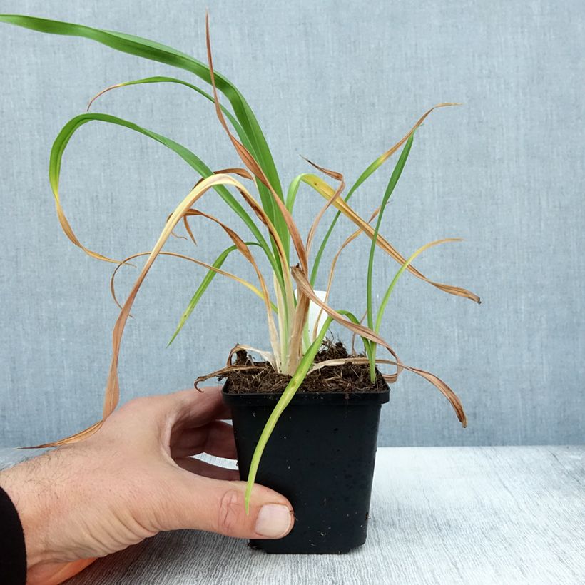 Exemplar von Hémérocalle Red Rum - Lis d'un jour rouge cerise clair. Godet de 8/9 cm wie im Herbst geliefert