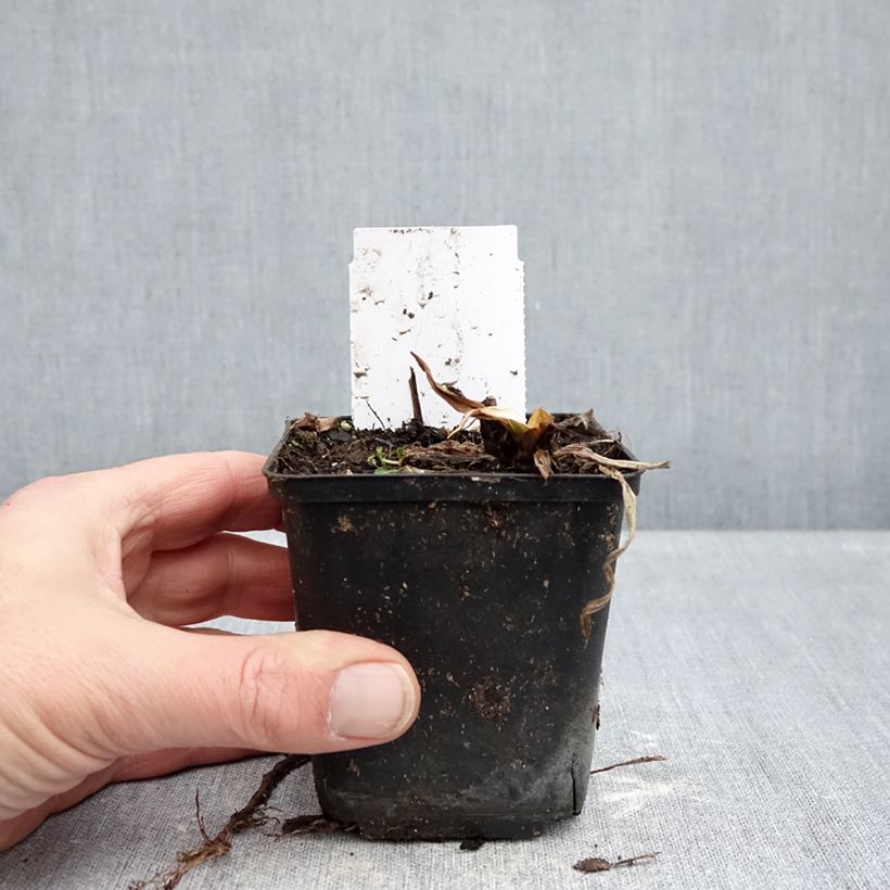 Exemplar von Hemerocallis Snowy Eyes - Taglilie Kleine Töpfe von 8/9 cm wie im Winter geliefert