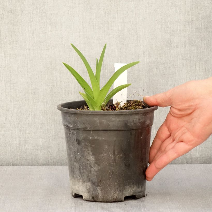 Exemplar von Hemerocallis Strawberry Candy - Taglilie Topf mit 2L/3L wie im Frühjahr geliefert