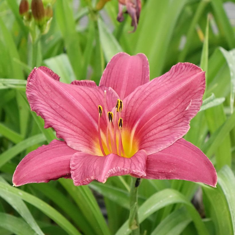Hemerocallis Summer Wine - Taglilie (Blüte)