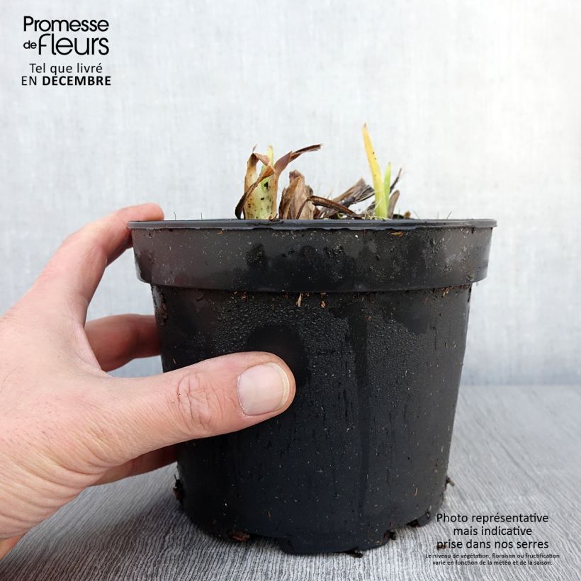 Exemplar von Hémérocalle White Temptation - Lis d'un jour Pot de 2L/3L wie im Herbst geliefert