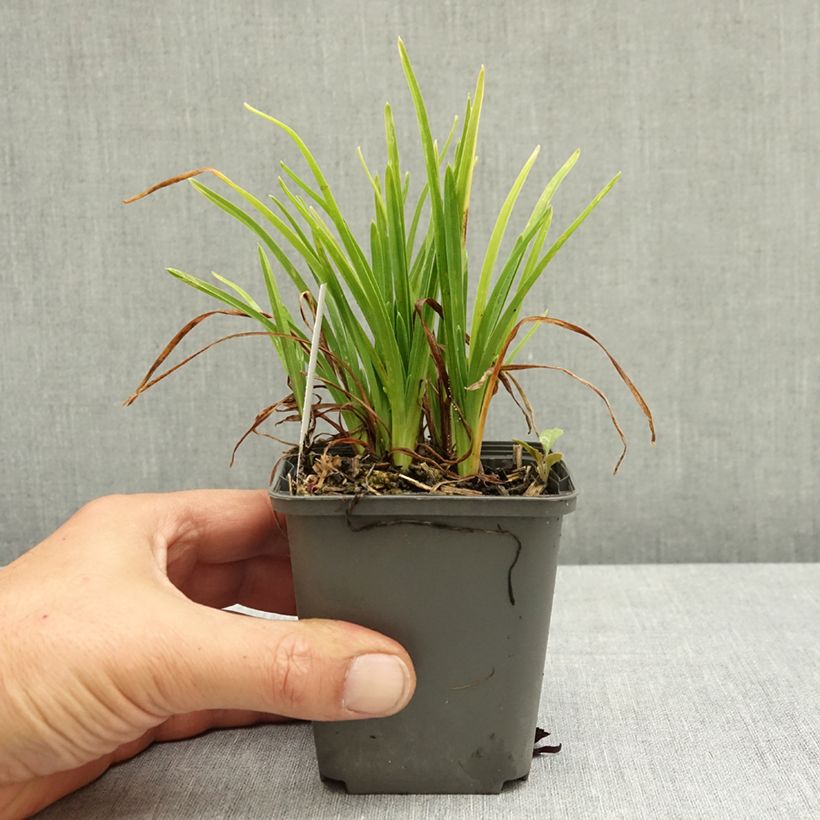Exemplar von Hemerocallis Everydaylily Rose - Taglilie Kleine Töpfe von 8/9 cm wie im Sommer geliefert