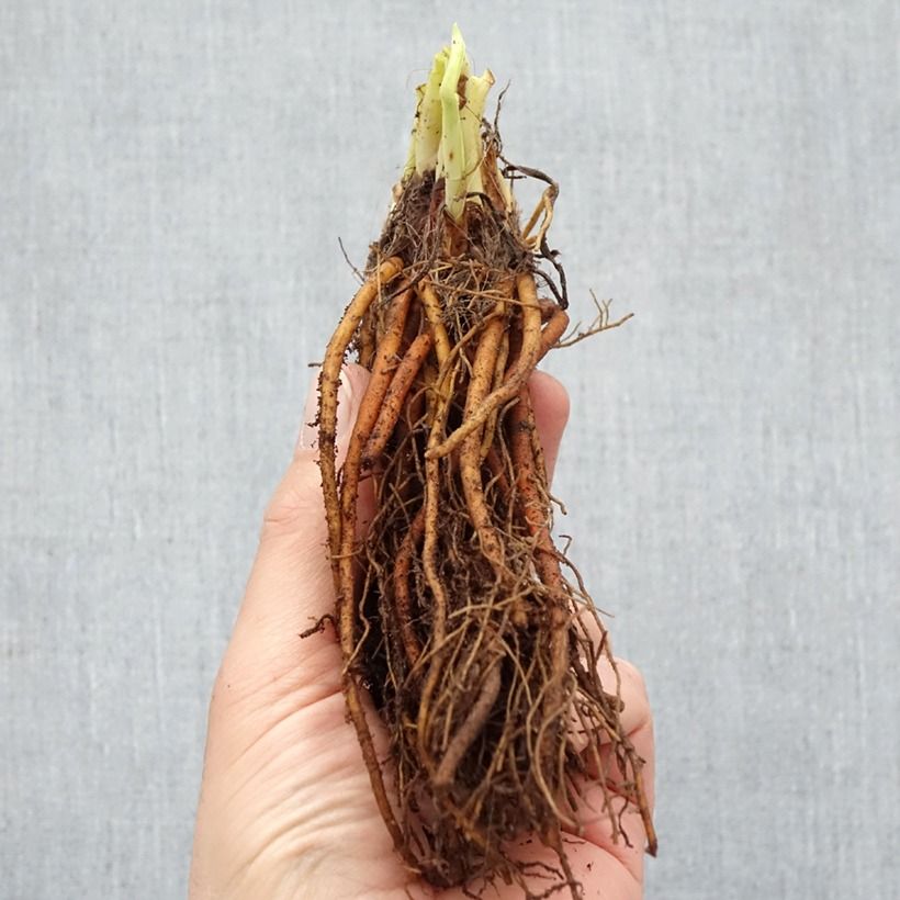 Exemplar von Hemerocallis Everydaylily Rose - Taglilie Wurzelnackt wie im Winter geliefert