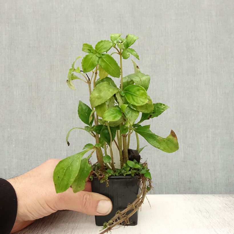 Exemplar von Hemiboea subcapitata Kleine Töpfe von 8/9 cm wie im Herbst geliefert