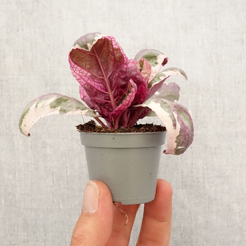 Exemplar von Hemigraphis Snow White - Noppenblatt Mini-Pflanze wie im Frühjahr geliefert