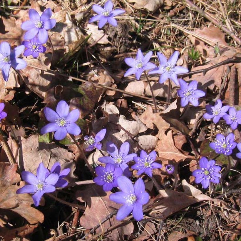 Hepatica nobilis - Leberblümchen (Plant habit)