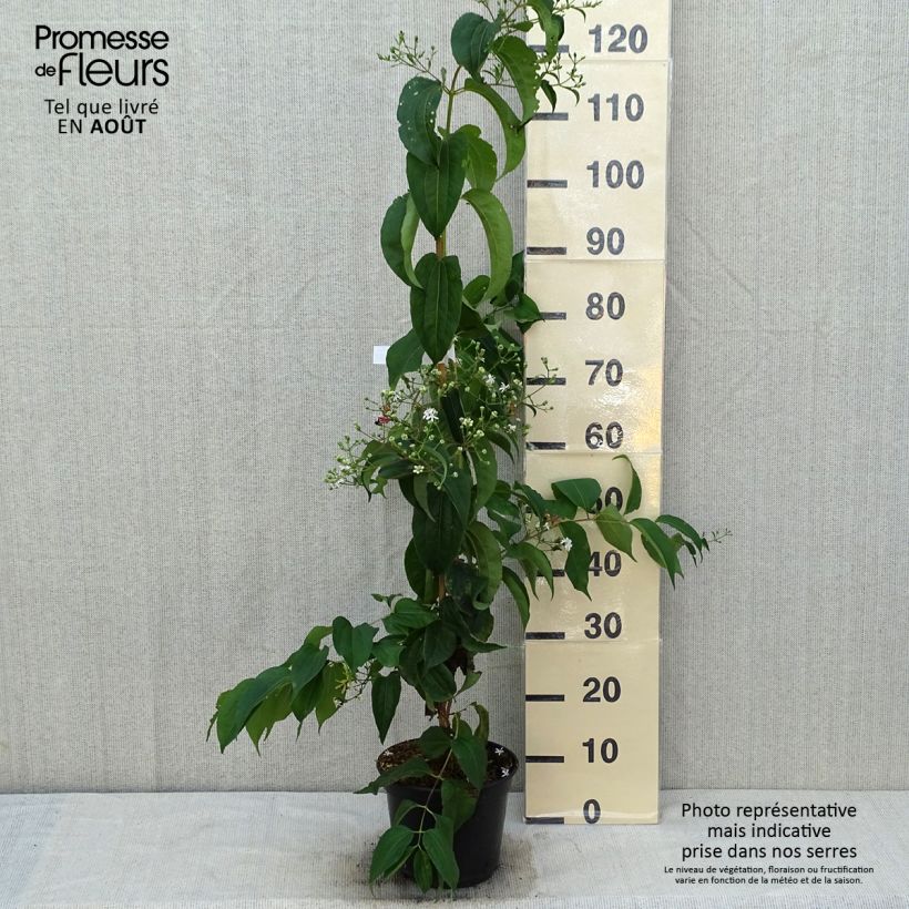 Exemplar von Sieben-Glocken Temple of Bloom - Heptacodium miconioides Topf mit 4L/5L wie im Sommer geliefert