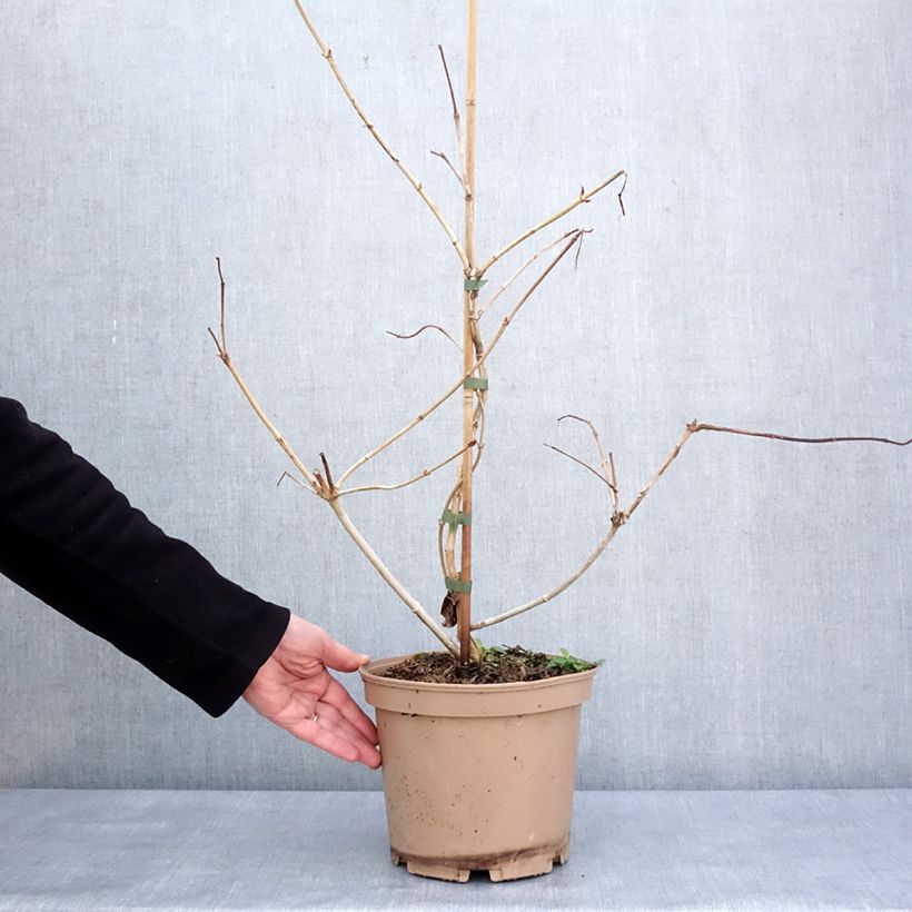Exemplar von Heptacodium miconioides Temple of Bloom - Arbre aux sept fleurs Pot de 4L/5L wie im Winter geliefert