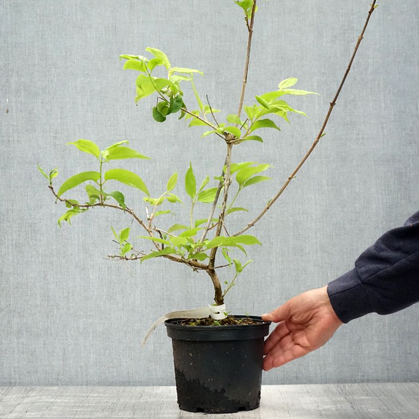 Example of Sieben-Glocken Tianshan - Heptacodium miconioides Topf mit 3L/4L as you get in printemps