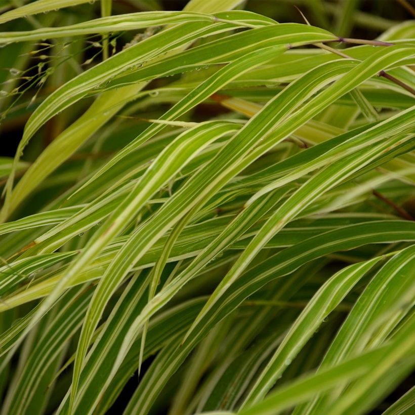 Hakonechloa macra Albostriata - Japangras (Foliage)