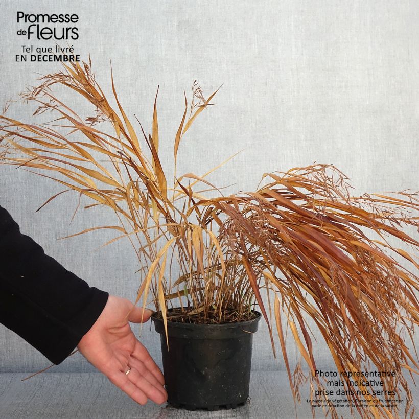Exemplar von Herbe du Japon - Hakonechloa macra Albostriata Pot de 2L/3L wie im Herbst geliefert