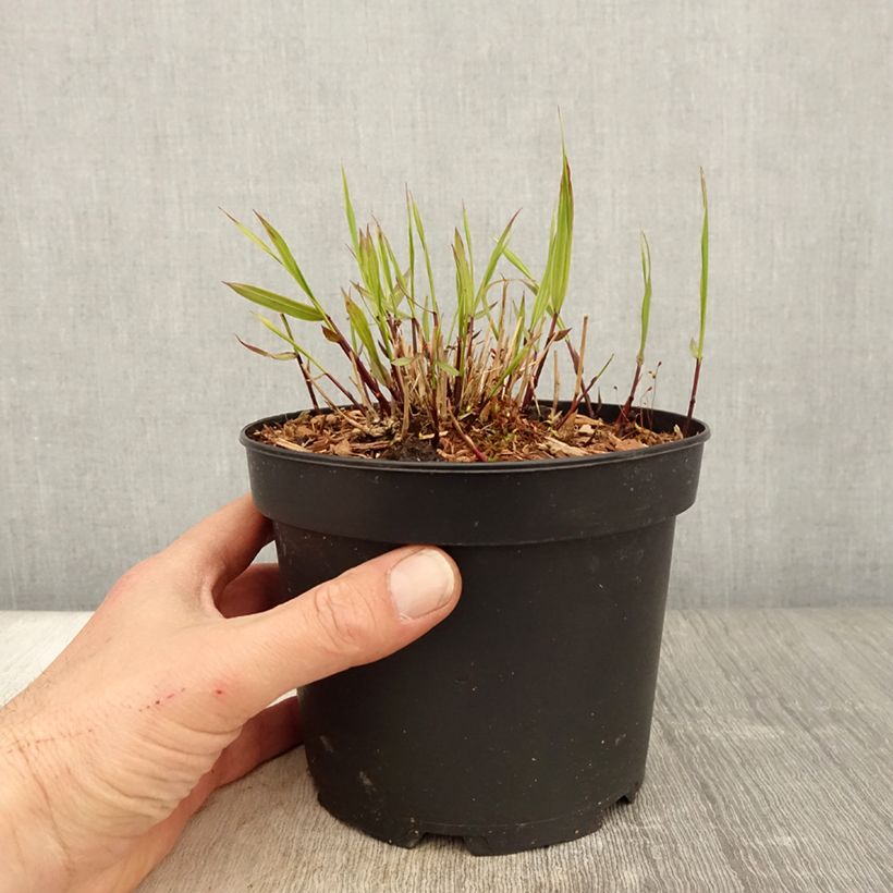 Example of Hakonechloa macra Albostriata - Japangras Topf mit 2L/3L as you get in printemps