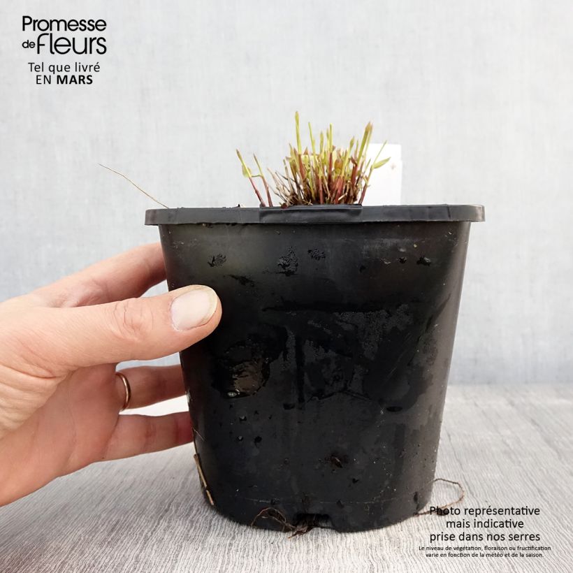 Exemplar von Hakonechloa macra All Gold - Japangras Topf mit 2L/3L wie im Frühjahr geliefert