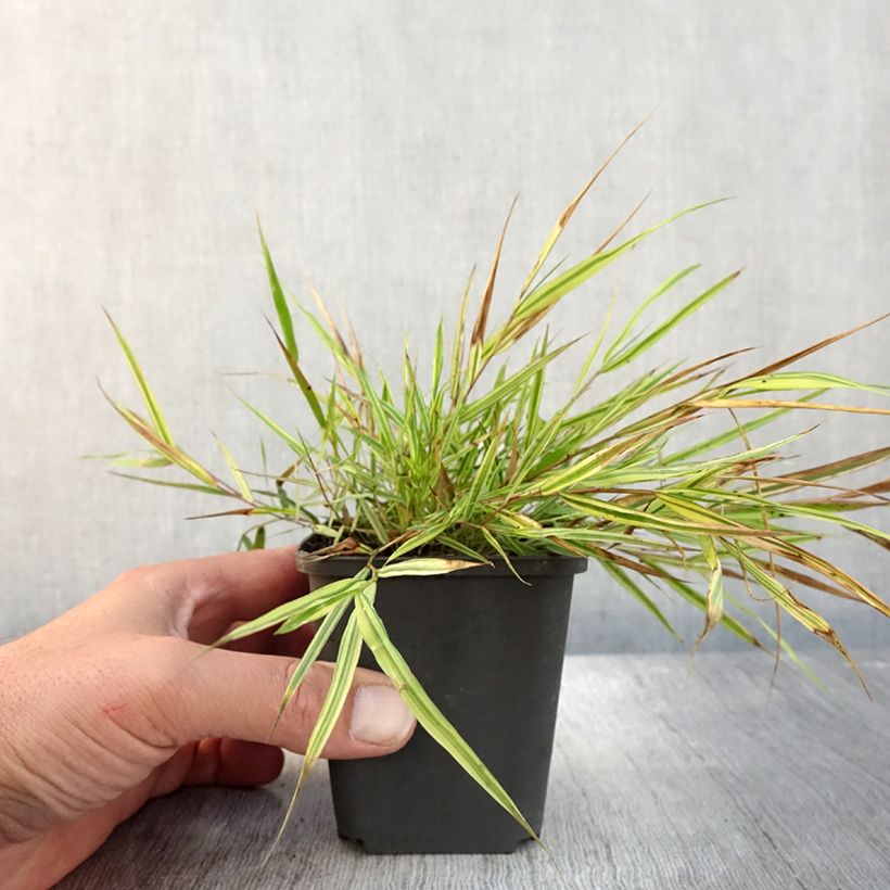 Exemplar von Hakonechloa macra Mulled Wine - Japangras Kleine Töpfe von 8/9 cm wie im Herbst geliefert