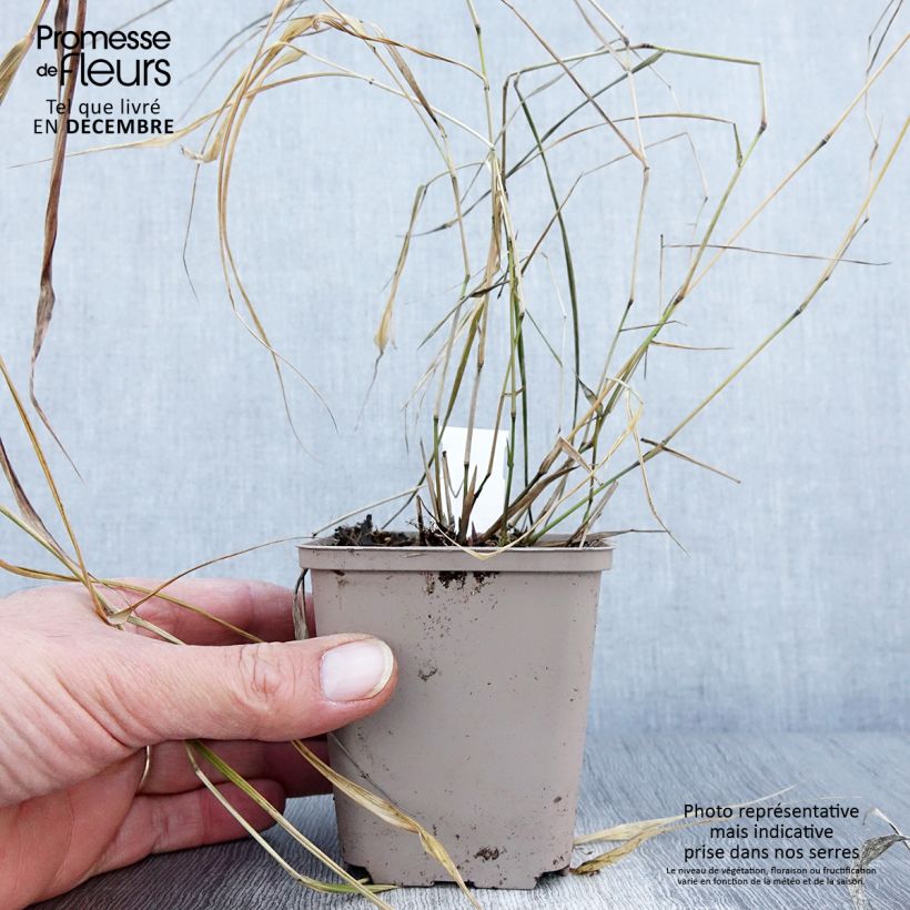 Exemplar von Herbe du Japon - Hakonechloa macra Nicolas Godet de 8/9 cm wie im Herbst geliefert