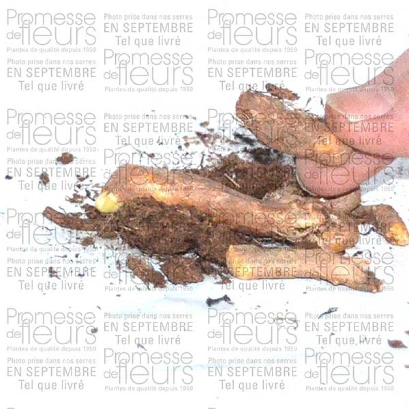 Beispiel eines Exemplars von Iris tuberosus - Hermesfinger Zwiebel wie geliefert