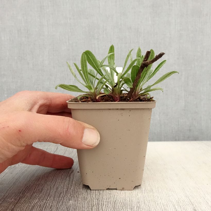 Exemplar von Heterotheca villosa Golden Sunshine - Gold-Aster Kleine Töpfe von 8/9 cm wie im Frühjahr geliefert