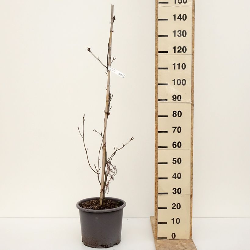 Exemplar von Hêtre pourpre - Fagus sylvatica Riversii Pot de 12L/15L, Baliveau wie im Winter geliefert