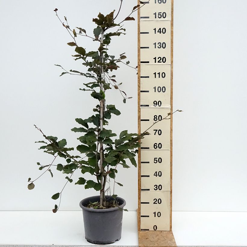 Exemplar von Rotbuche Riversii - Fagus sylvatica Topf mit 12L/15L, Stämmchen wie im Sommer geliefert