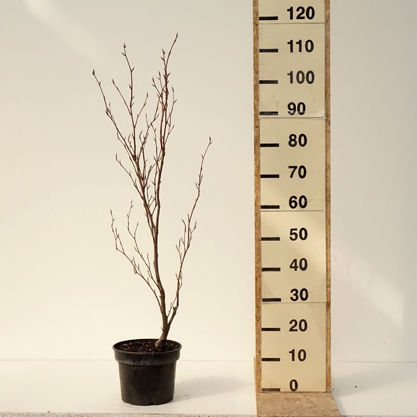 Exemplar von Rotbuche Purpurea Nana - Fagus sylvatica Topf mit 7,5L/10L wie im Winter geliefert