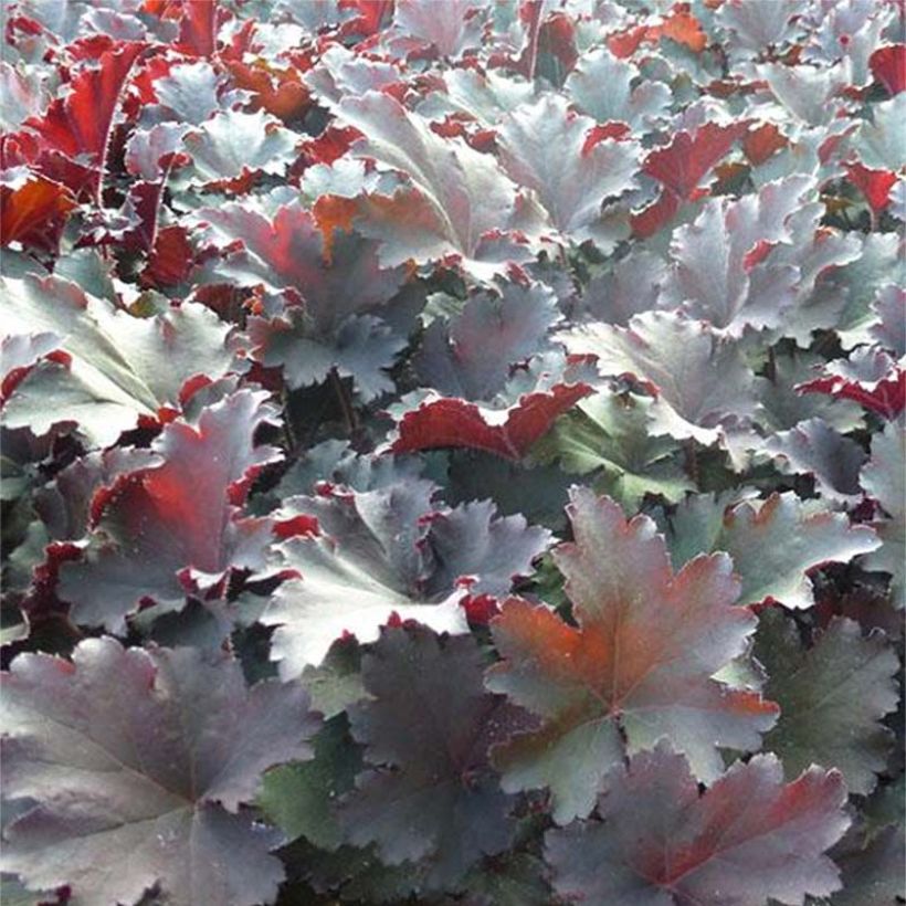 Heuchera Binoche - Purpurglöckchen (Foliage)