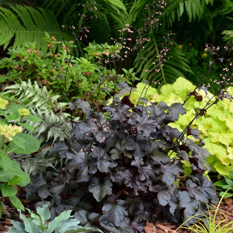 Heuchera Black Pearl - Purpurglöckchen (Wuchs)