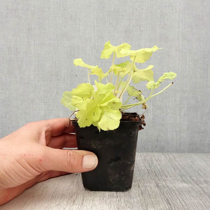 Example of Heuchera Citronelle - Purpurglöckchen Kleine Töpfe von 8/9 cm as you get in printemps