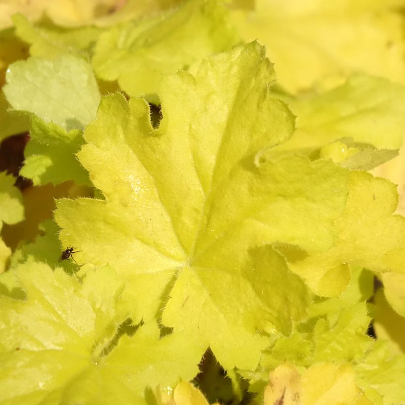 Heuchera Citronelle - Purpurglöckchen (Foliage)