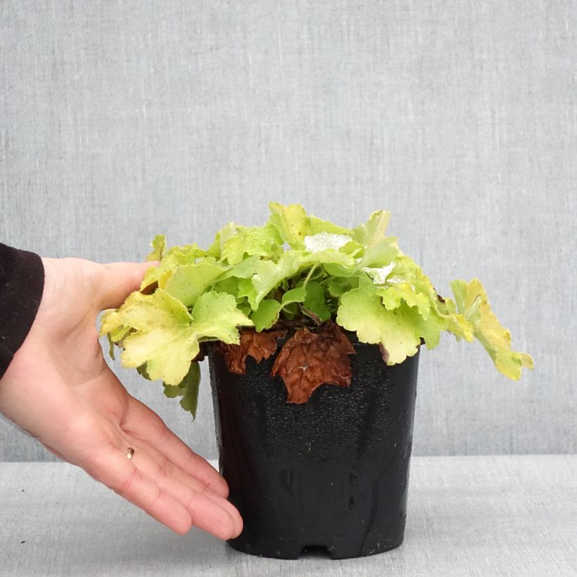 Exemplar von Heuchère - Heuchera Citronelle Pot de 1,5L/2L wie im Winter geliefert