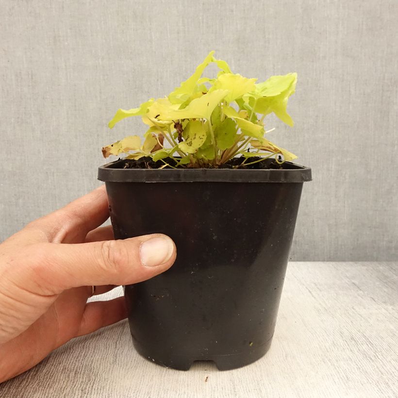 Example of Heuchera Citronelle - Purpurglöckchen Topf mit 1,5L/2L as you get in printemps