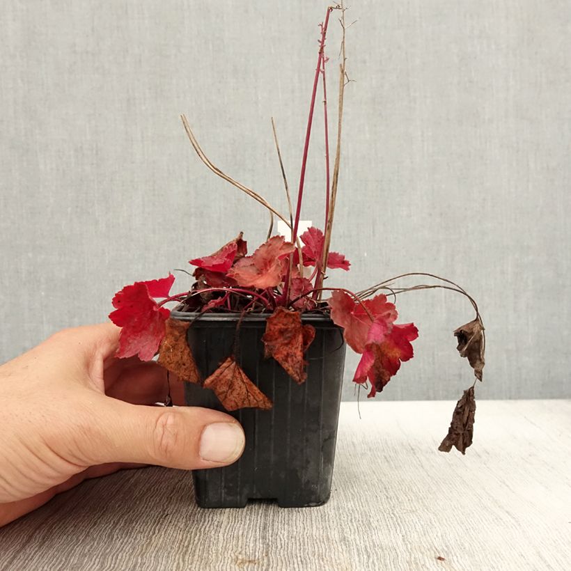 Exemplar von Heuchera Little Cutie Blondie - Purpurglöckchen Kleine Töpfe von 8/9 cm wie im Herbst geliefert