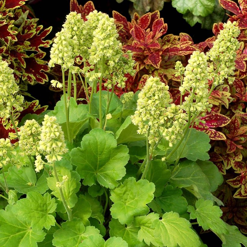 Heuchera Little Cutie Blondie in Lime - Purpurglöckchen (Wuchs)